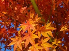 Premiumインフルエンサーズのインスタ拝見！ 折田楓さんが、大分県・由布市へ。金鱗湖の紅葉がピークで美しすぎた♡