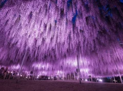 【栃木】『あしかがフラワーパーク』大藤の美しさは圧巻！ 夜のライトアップも必見