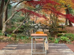 【新潟観光】紅葉・桜シーズンにもおすすめ！新潟の弥彦公園(もみじ谷)でお散歩