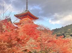 【KYOTO】行くなら今！紅葉シーズン真っ只中❤︎京都の映えスポットも紹介☺︎
