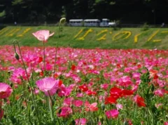 ポピー&amp;ネモフィラの花畑が入園無料！ 三浦半島で開花中の花々を堪能！