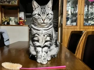 アメリカンショートヘア の記事まとめ ファッション ビューティ ライフスタイル More