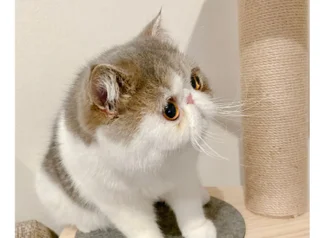 エキゾチックショートヘア の記事まとめ 2ページ目 ファッション ビューティ ライフスタイル Daily More