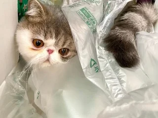 エキゾチックショートヘア の記事まとめ 2ページ目 ファッション ビューティ ライフスタイル Daily More