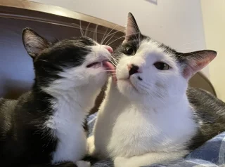 今日のわんこ にゃんこ ライフスタイル お仕事 グルメ 貯金 More