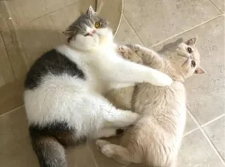 エキゾチックショートヘア の記事まとめ ファッション ビューティ ライフスタイル Daily More