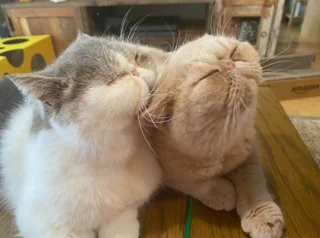 エキゾチックショートヘア の記事まとめ ファッション ビューティ ライフスタイル Daily More