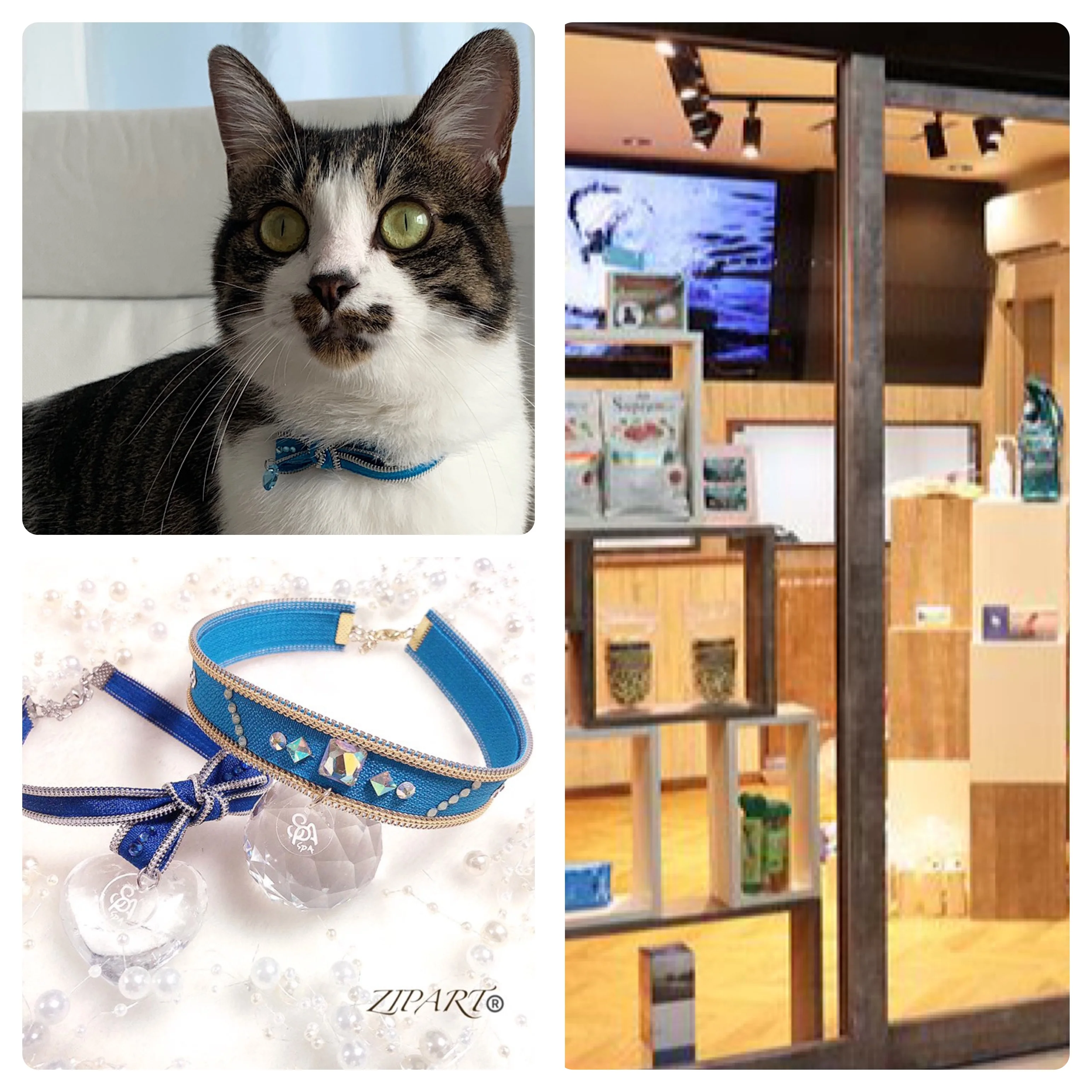 感動 保護犬 保護猫たちにアクセサリーをプレゼント Spa Zipart 幸せを願って コラボ企画のお話を伺ってみた Moreインフルエンサーズブログ More