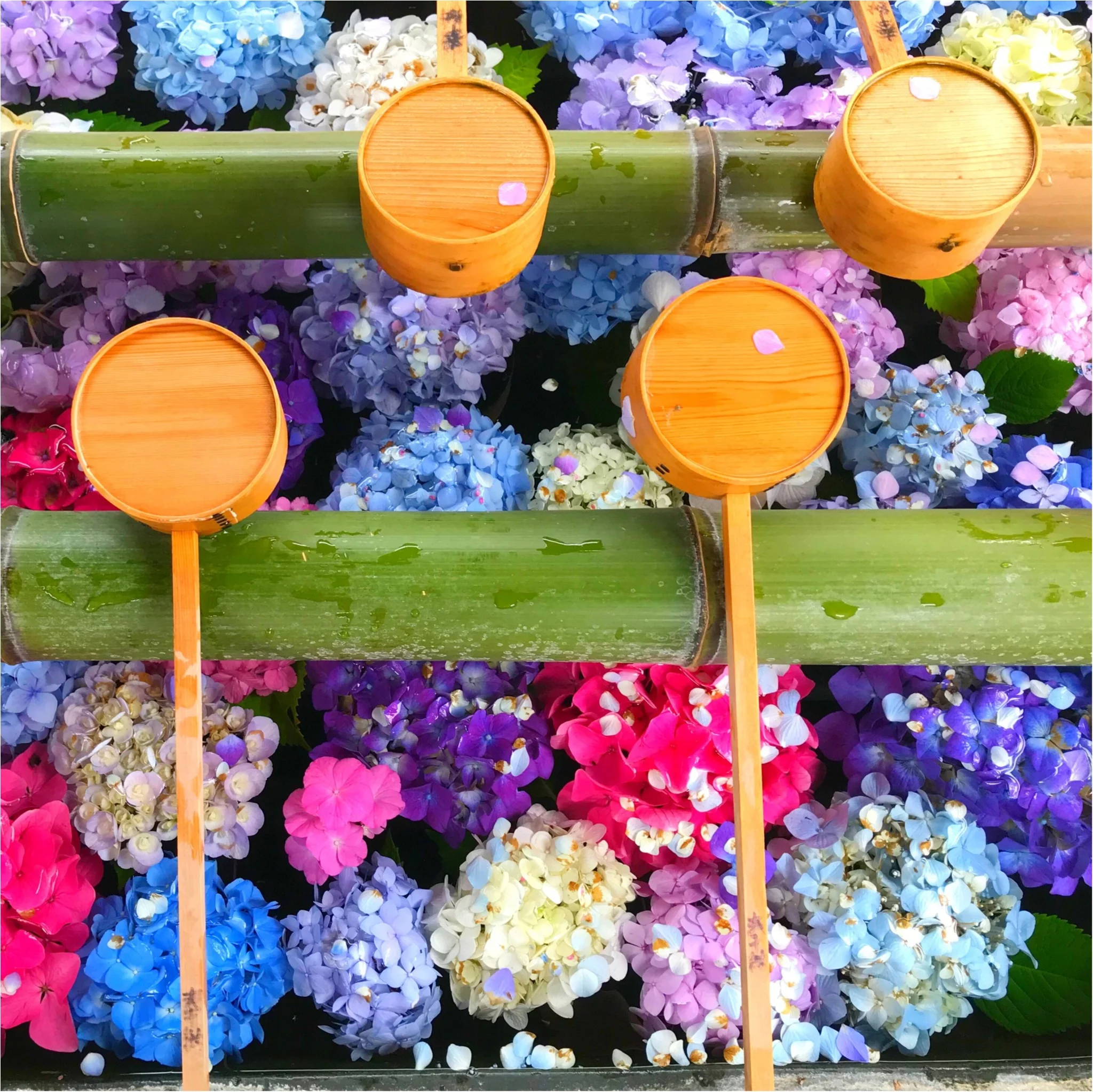 京都 インスタ映え間違いなし あじさい祭り Moreインフルエンサーズブログ More