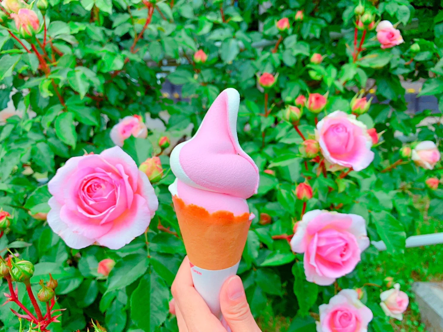 岩手 県内随一のバラの園 花巻温泉バラ園 Moreインフルエンサーズブログ More 岩手 県内随一のバラの園 花巻温泉バラ園 Moreインフルエンサーズブログ More