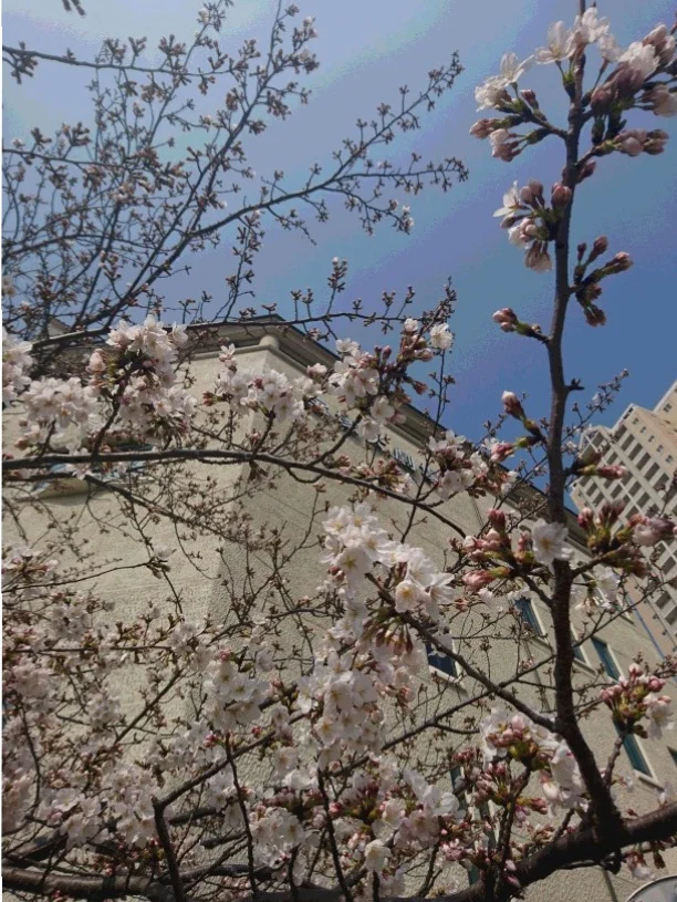 ご当地 穴場お花見スポット 兵庫県 宝塚 Moreインフルエンサーズブログ More