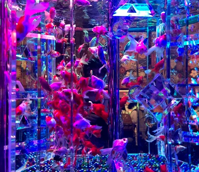 都内お出かけ チケット予約必須 第六感で楽しむ美術館 パワーアップして帰ってきたアートアクアリウム Moreインフルエンサーズブログ More