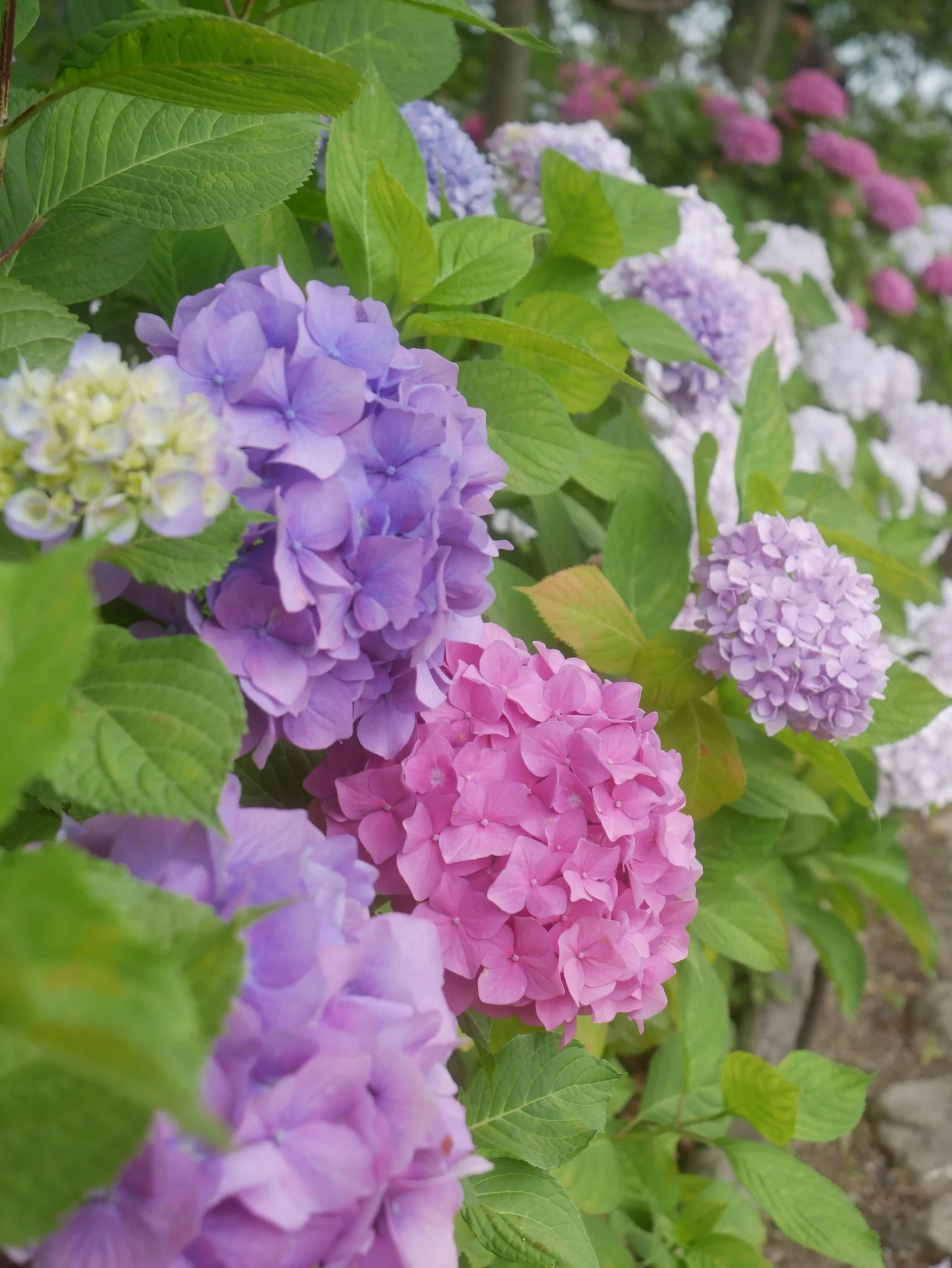 滋賀紹介 おすすめ 紫陽花スポット Moreインフルエンサーズブログ More