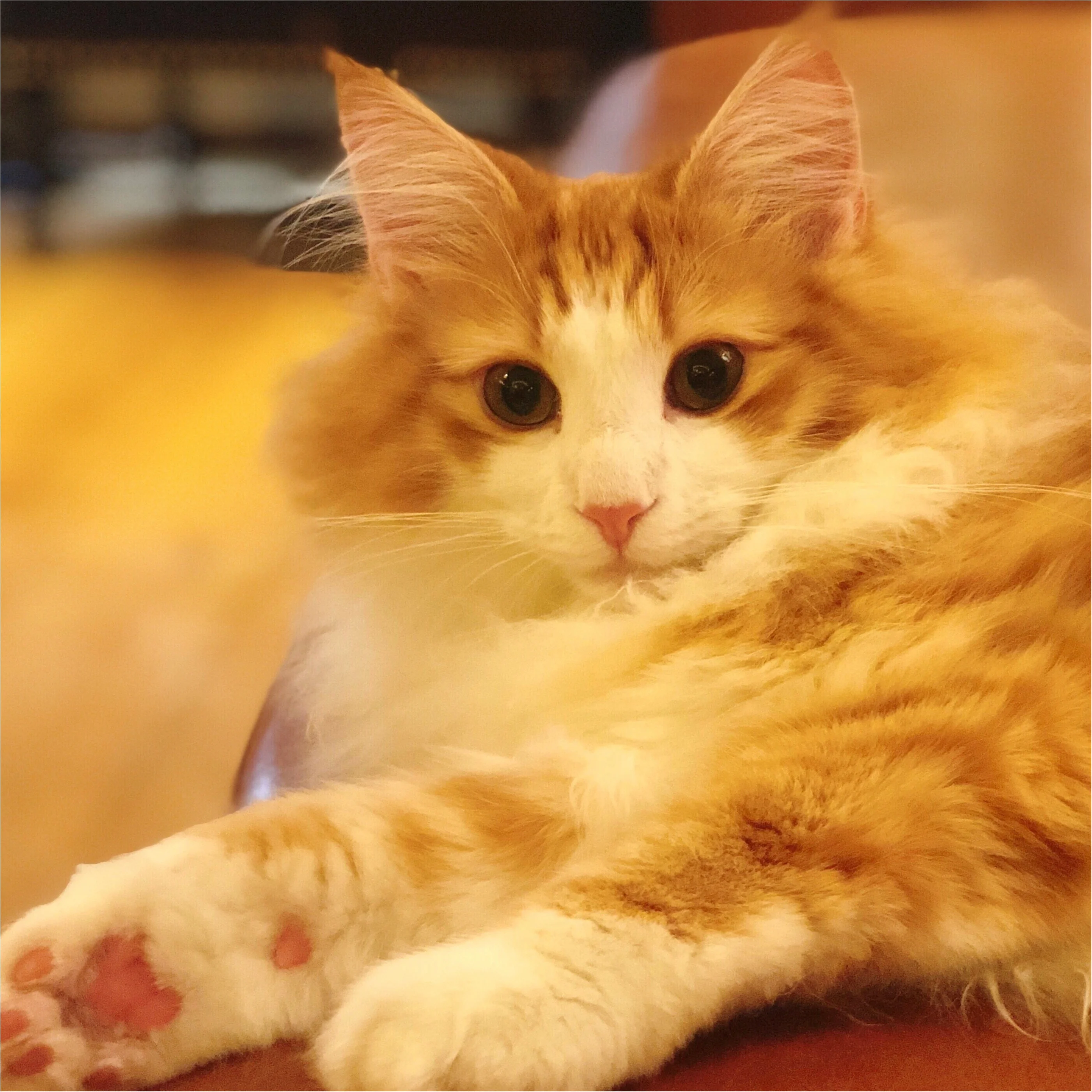 ねこたんとたわむれたい方必見 綺麗すぎる猫カフェ In池袋 Moreインフルエンサーズブログ More