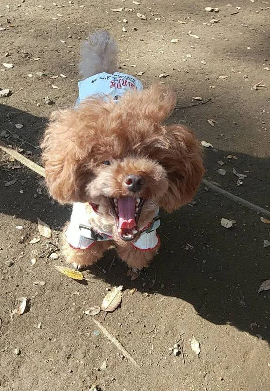 ちっちゃな怪獣化 テテちゃんが大興奮の理由って 今日のわんこ にゃんこ More