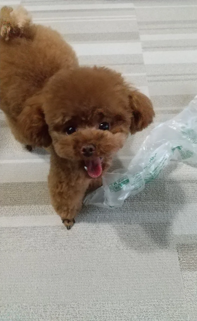 今日のわんこ くりくりお目めで見つめてくるテテちゃん 今日のわんこ にゃんこ Daily More