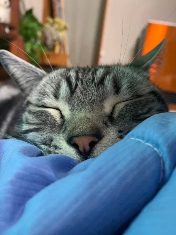 今日のにゃんこ ソラくんの寝姿に癒される おねむな瞬間を厳選 今日のわんこ にゃんこ More