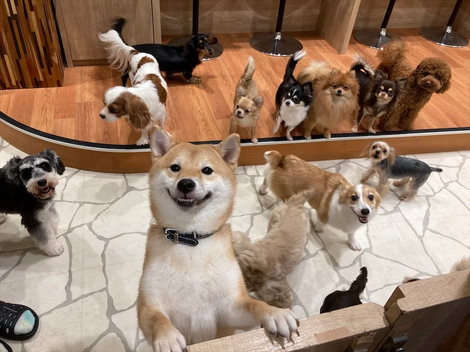 わんこ好きさん必見 Puppy Cafe Rio行ってきました 癒されまくりスポット Moreインフルエンサーズブログ More わんこ好きさん必見 Puppy Cafe Rio行ってきました 癒されまくりスポット Moreインフルエンサーズブログ More