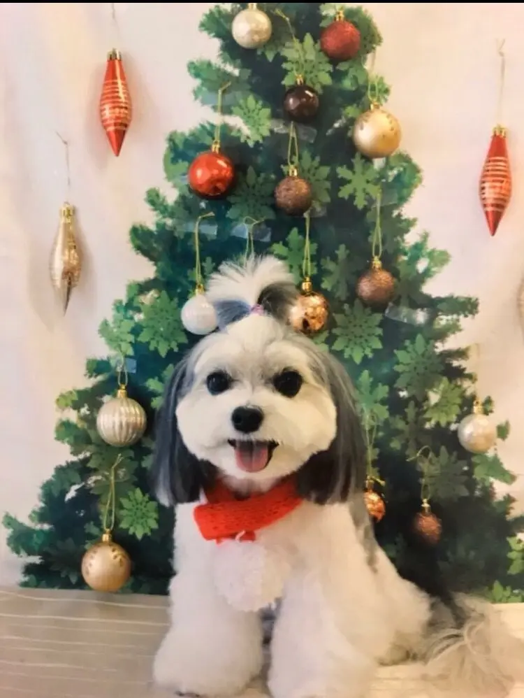 【今日のわんこ】メリークリスマス! クリスマスをお祝いする太郎くん★_1