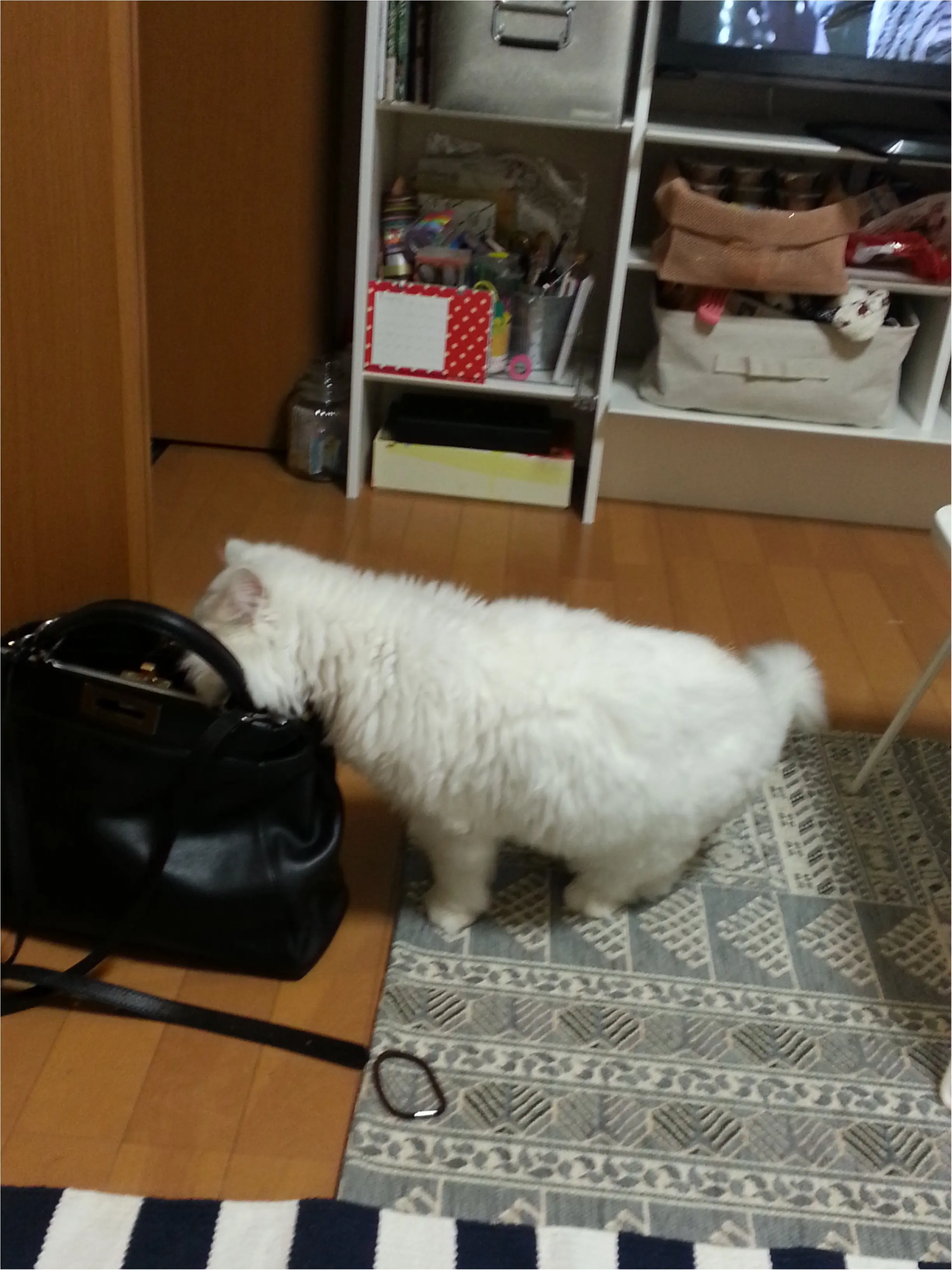 【今日のにゃんこ】食いしん坊トラちゃんの日課は「ママの荷物チェック」!_1