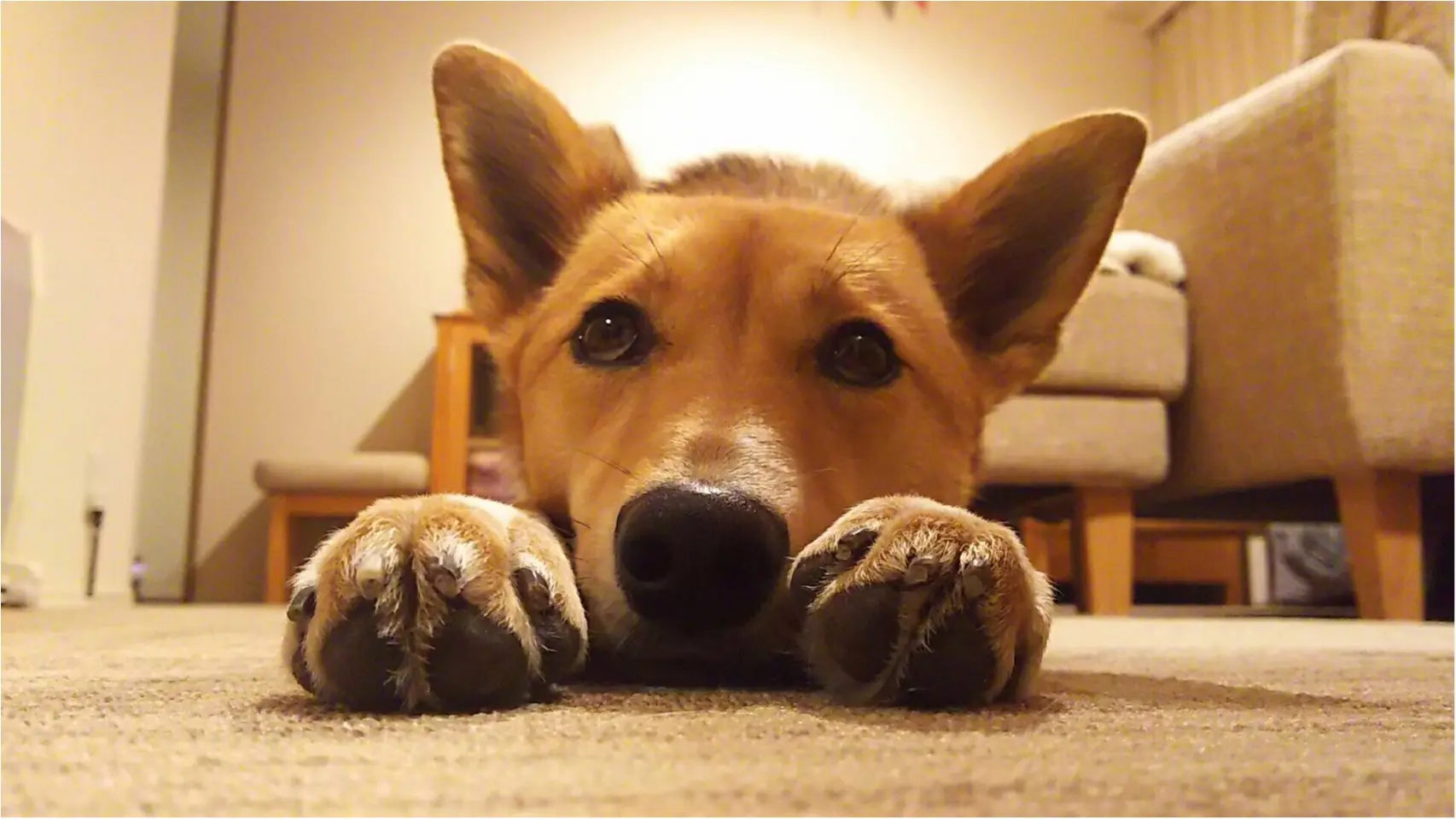 【今日のわんこ】シュワッチ! 空を飛びたいこだまちゃん_1