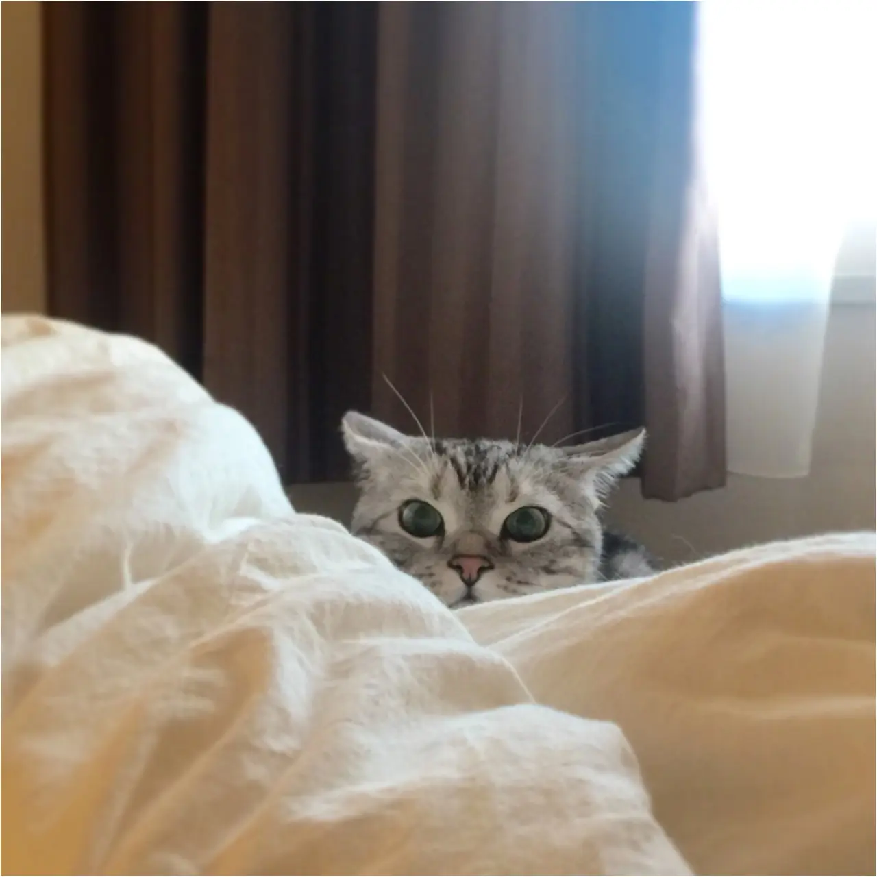 【今日のにゃんこ】じーーーーっ! こっそり見つめるアランくん_1