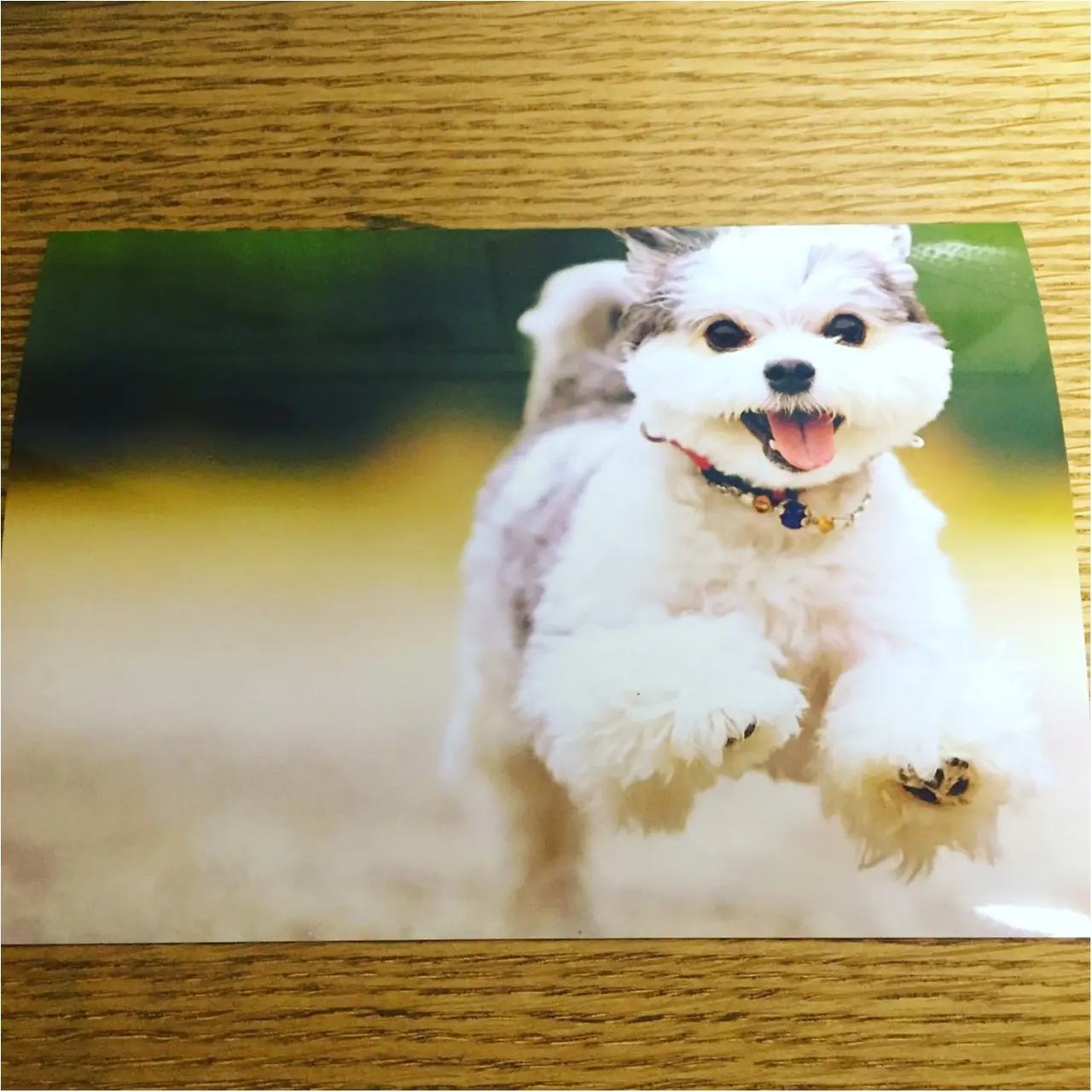 【今日のわんこ】幸せなときを切り取って♪ 太郎くんの思い出写真_1