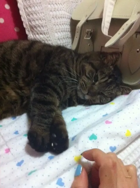 本日のにゃんこ ニャンちゃん_1