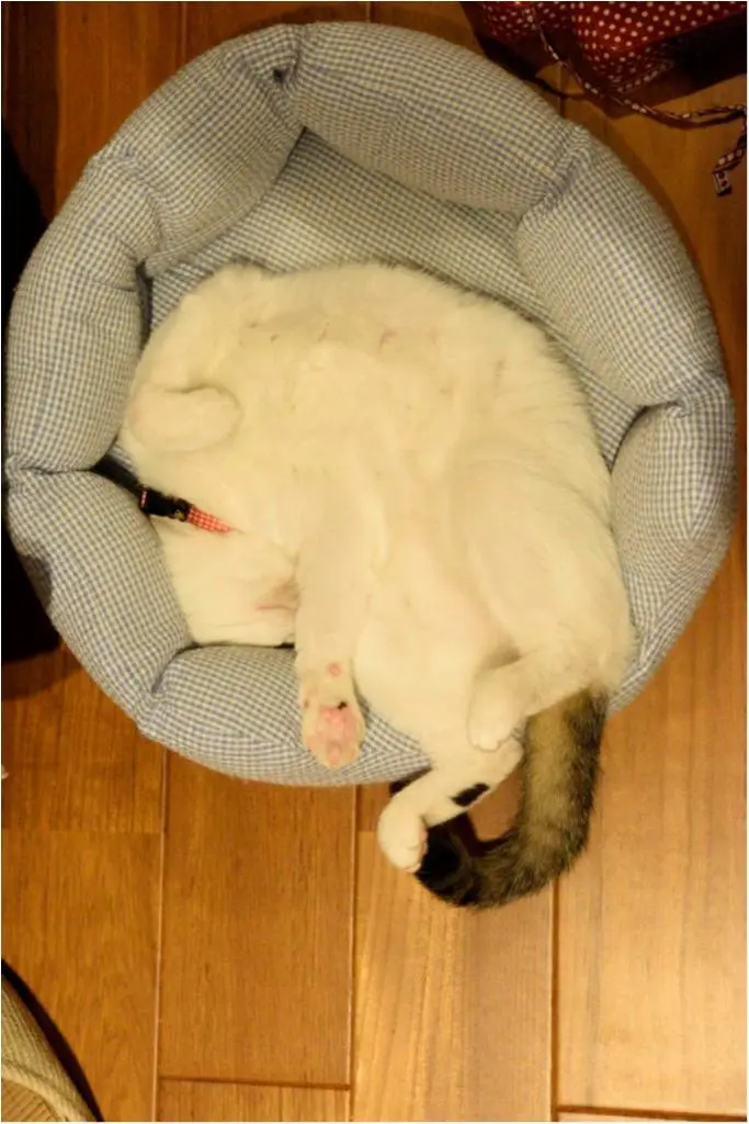本日のにゃんこ しっぽちゃん_1