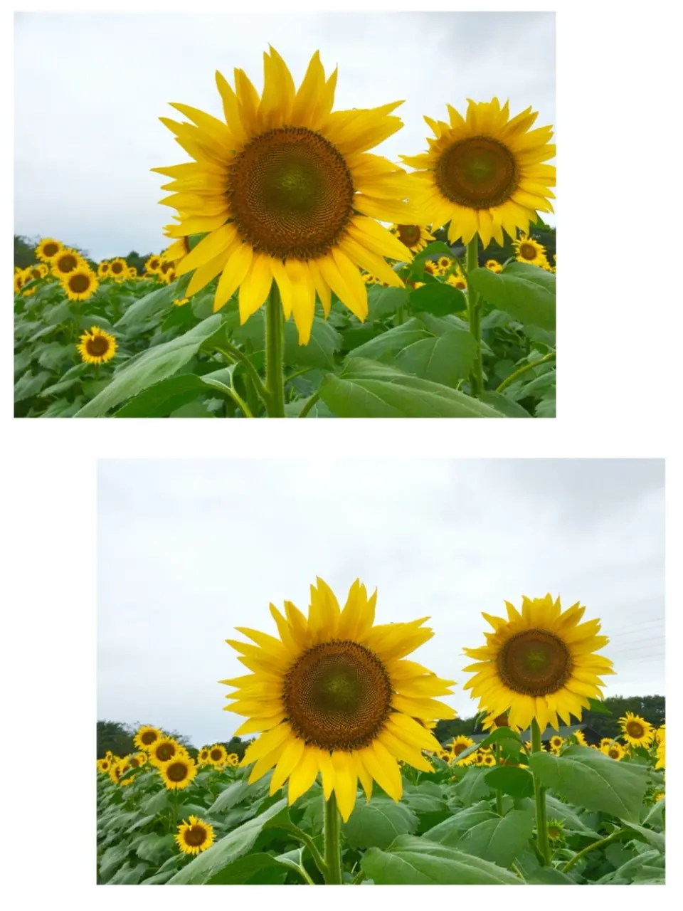 ♡【都内から1時間ちょっと】ひまわり畑見てきたよー♡モアハピ◡̈のぞみ♡_3