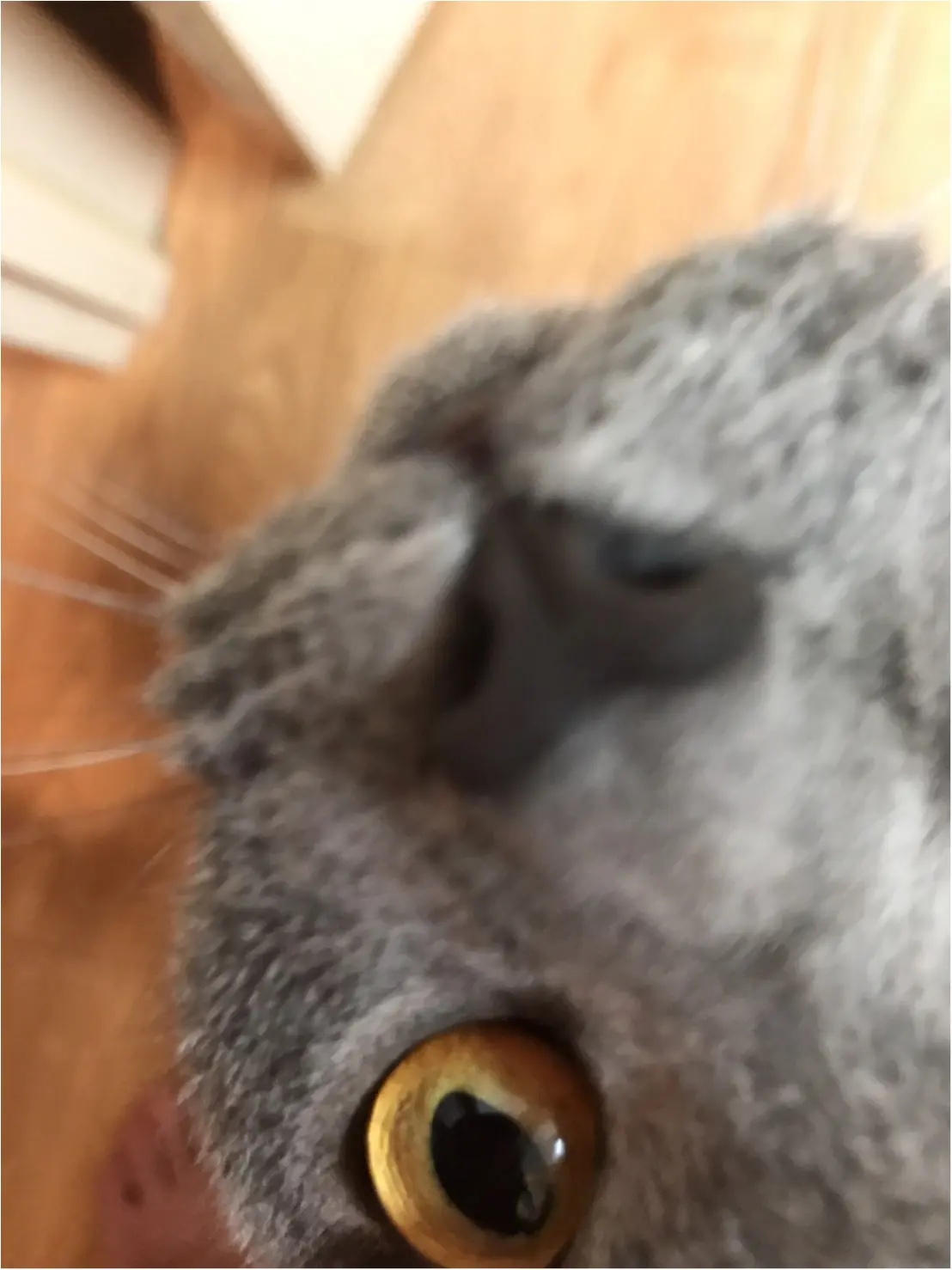 【今日のにゃんこ】レオくんのカッコイイ〝お鼻〟にズームイン♡_1