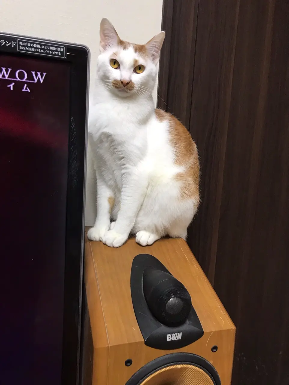 【今日のにゃんこ】スピーカーの上で音楽を楽しむラビくん☆_1