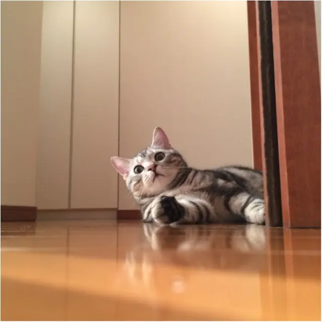 【今日のにゃんこ】いつのまに……!? 驚き顔のアランくんをスクープ_1