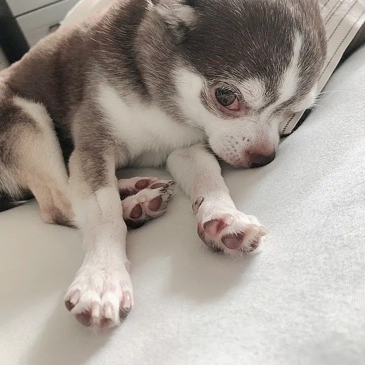 【今日のティナ】我が家のアイドル初登場_1