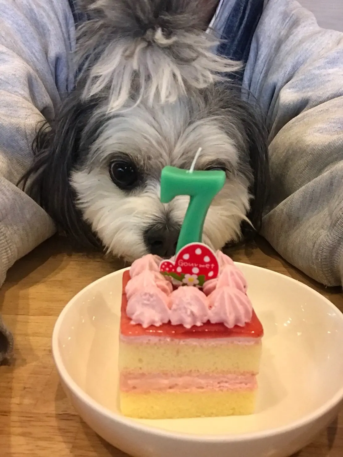 【今日のわんこ】ケーキも食べました♪ な太郎くん_1