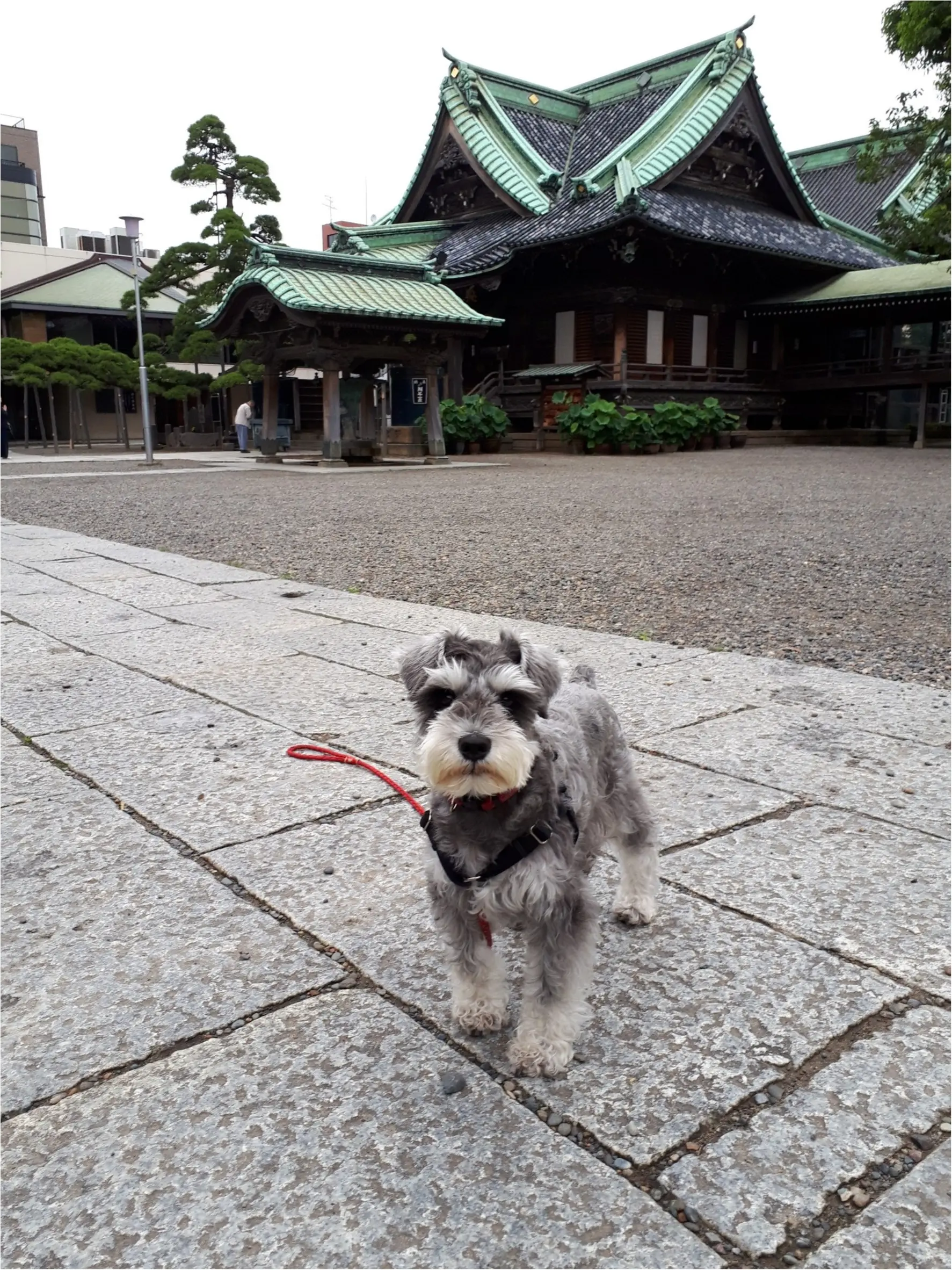 【今日のわんこ】柴又帝釈天へ! お参りしてきたサクラちゃん_1
