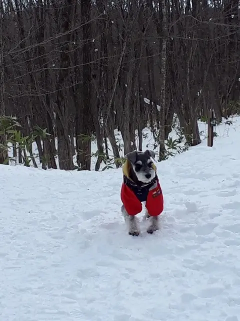 【今日のわんこ】雪山で元気に遊ぶサクラちゃん☆_1