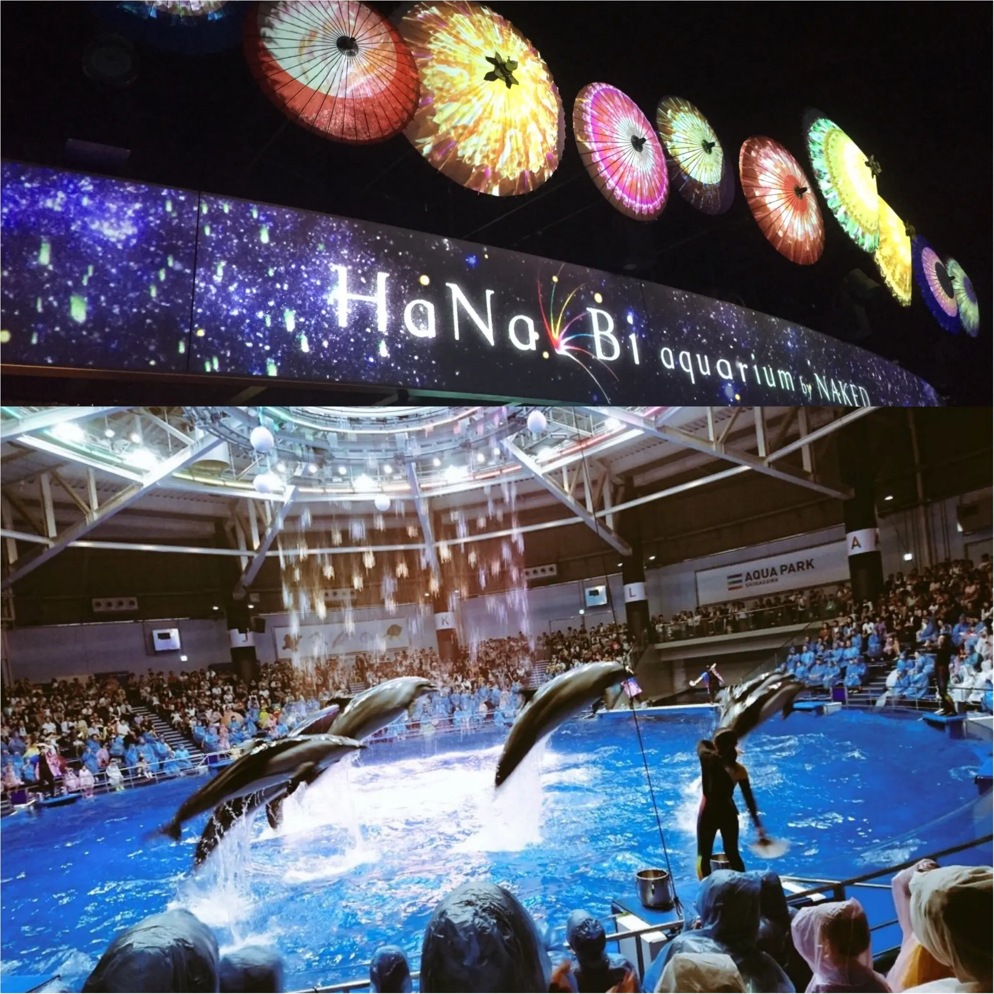 昼と夜でイルカショーが変わる!?光・音・映像と海の生き物のコラボレーション ✨《*アクアパーク品川*》の魅力☆★ _2
