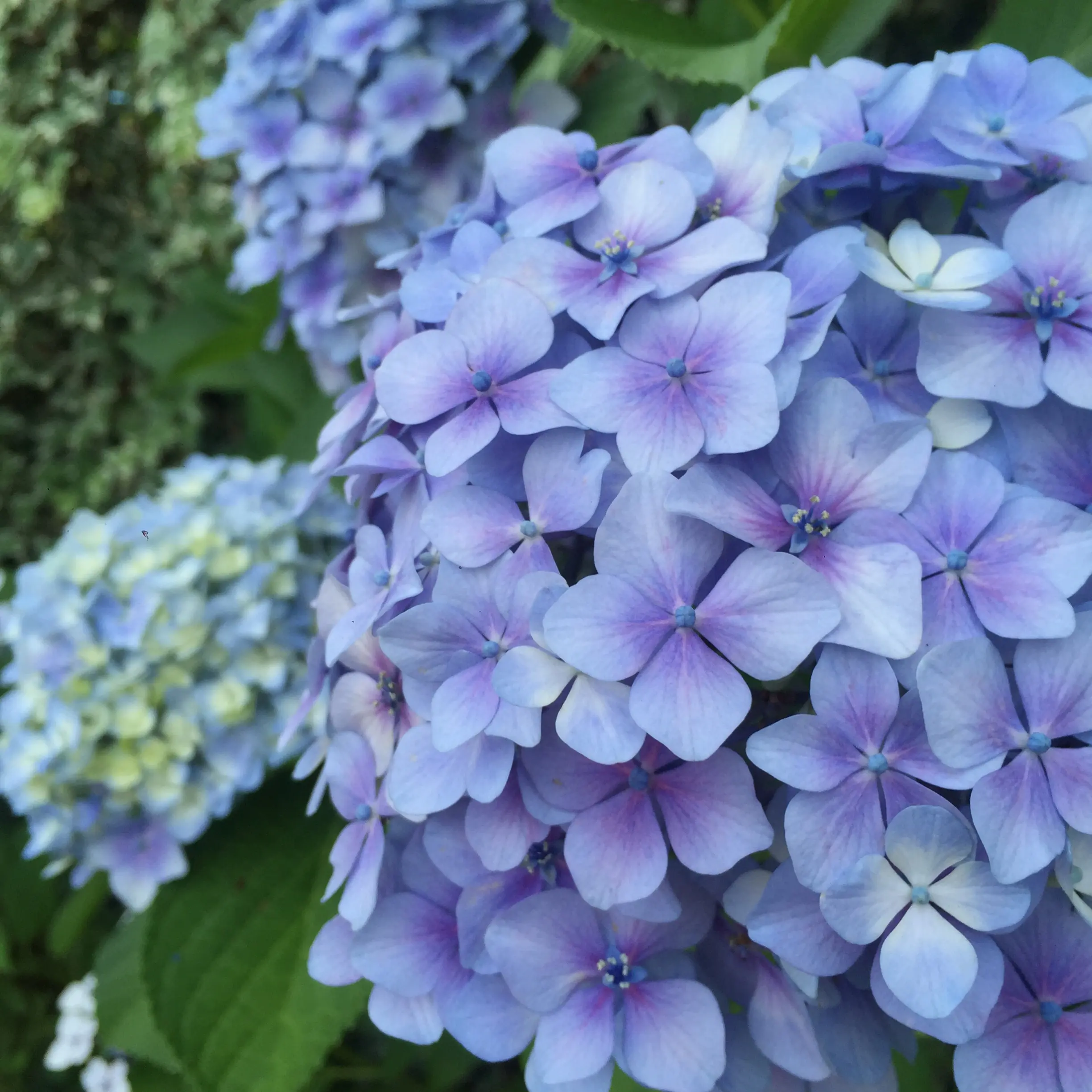 【京都】紫陽花を探しに東福寺へ、、思わぬ絶景に感動♡_3