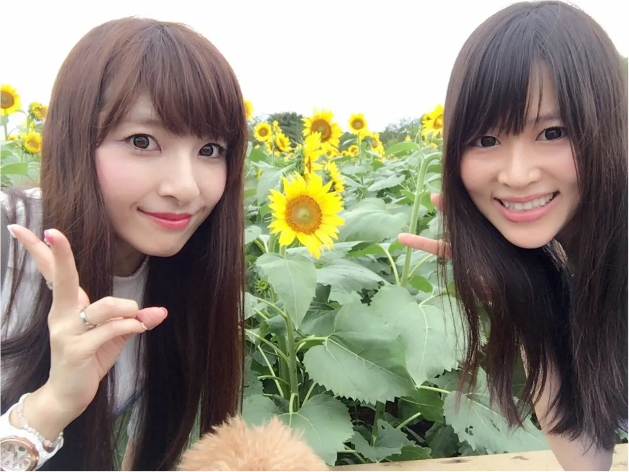 ♡【都内から1時間ちょっと】ひまわり畑見てきたよー♡モアハピ◡̈のぞみ♡_7