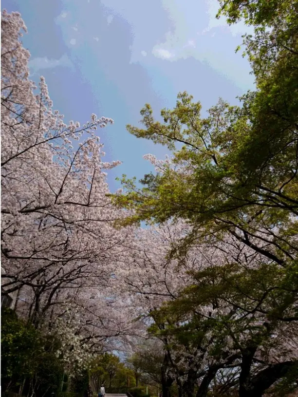 ご当地・穴場お花見スポット<大阪・池田>_2