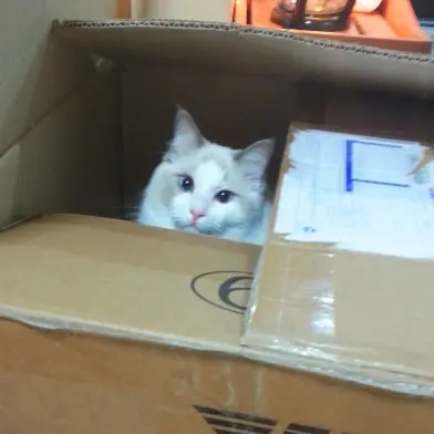 本日のにゃんこ カイくん_1
