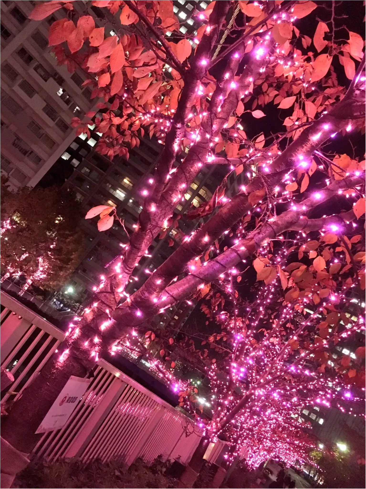 『目黒川』に『冬の桜』が咲きました(*°○°*)♡最新の『環境にやさしいイルミネーション』って???_5