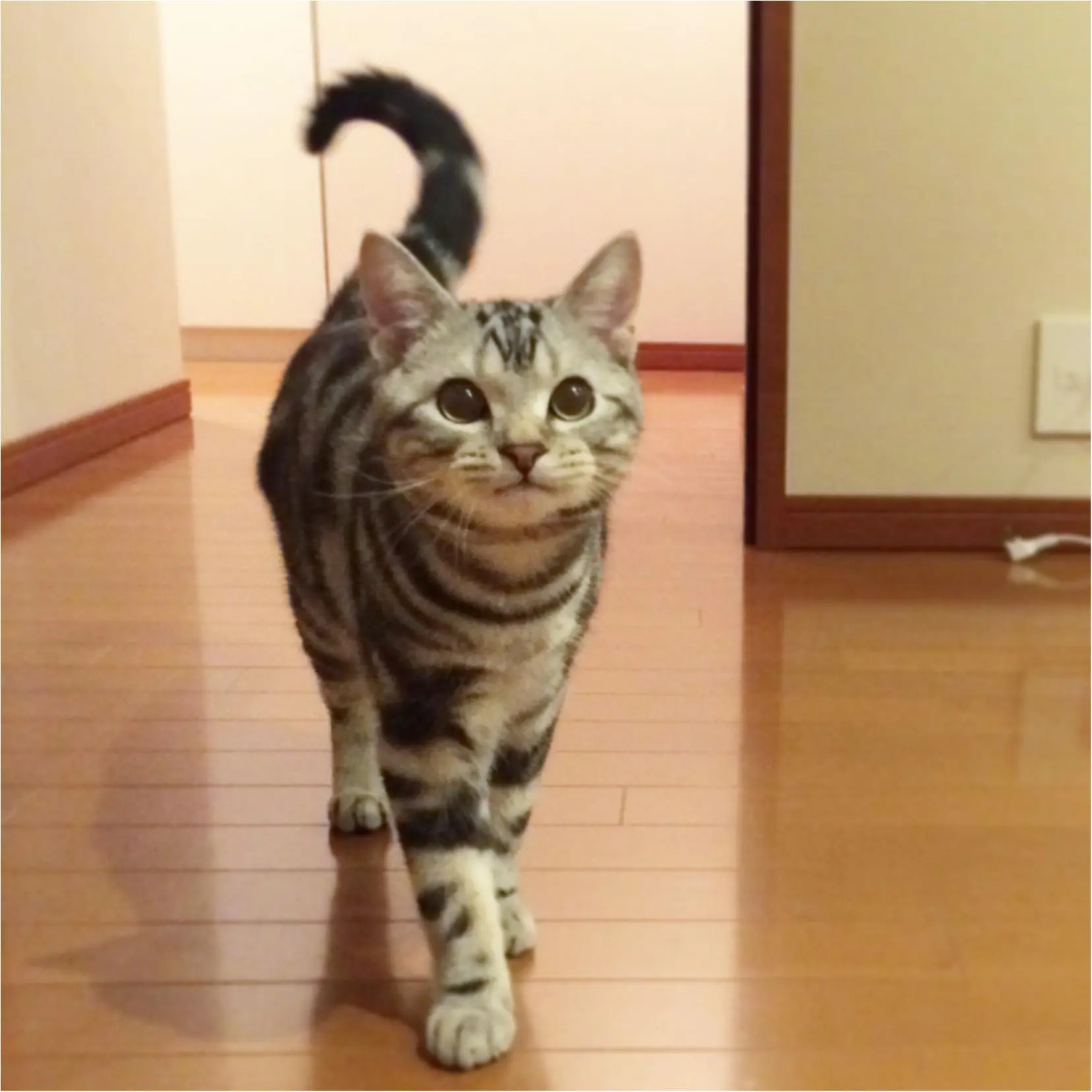【今日のにゃんこ】尻尾がピンッ❤ 嬉しさが隠せないアランくんの巻_1