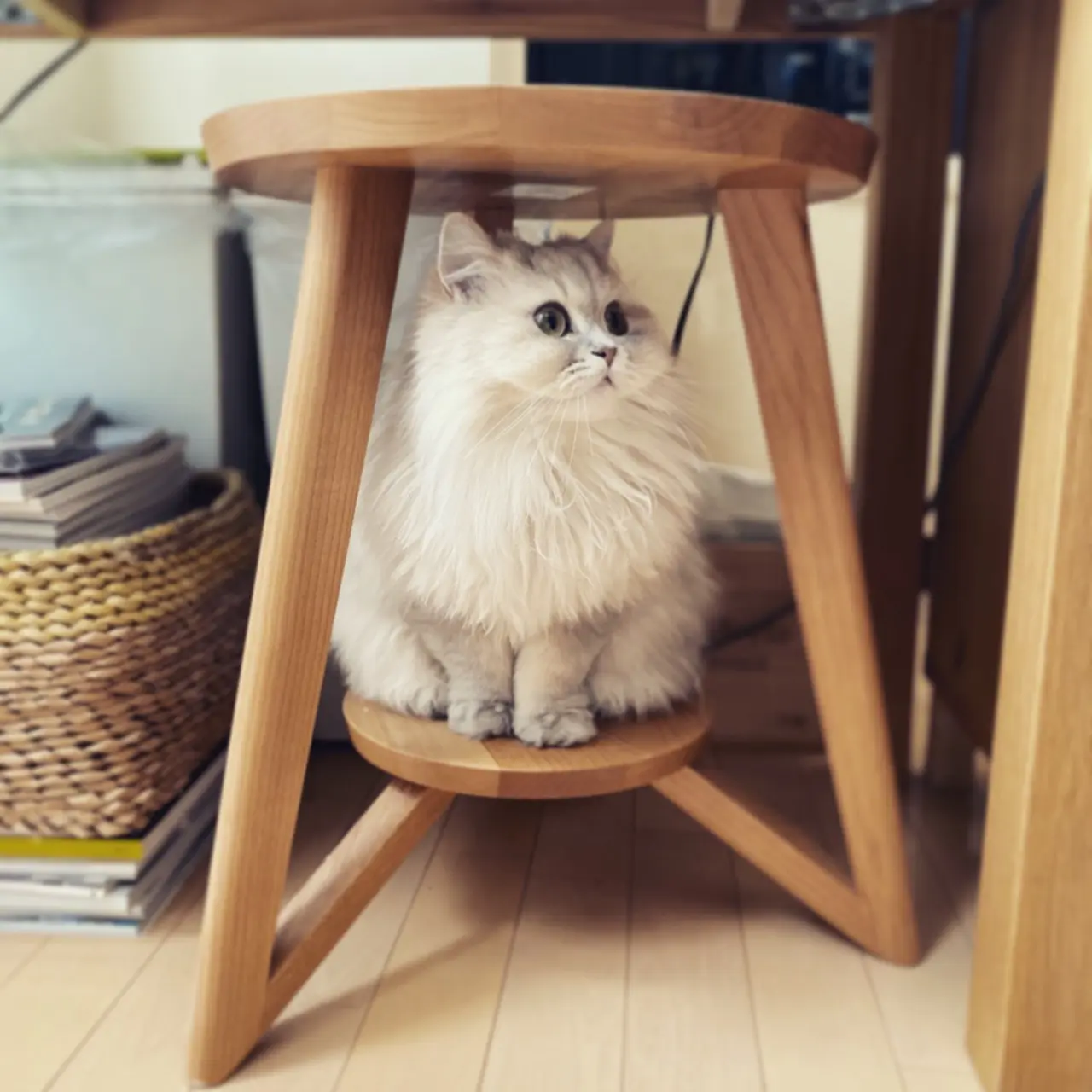 椅子の下で置物のように座る猫・ココンちゃん