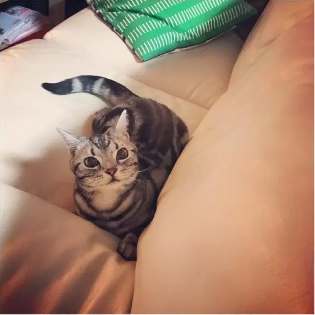 【今日は“猫の日”★今日のにゃんこスペシャル】宝石みたいな瞳のさらんくんにドキッ3連発!!_1