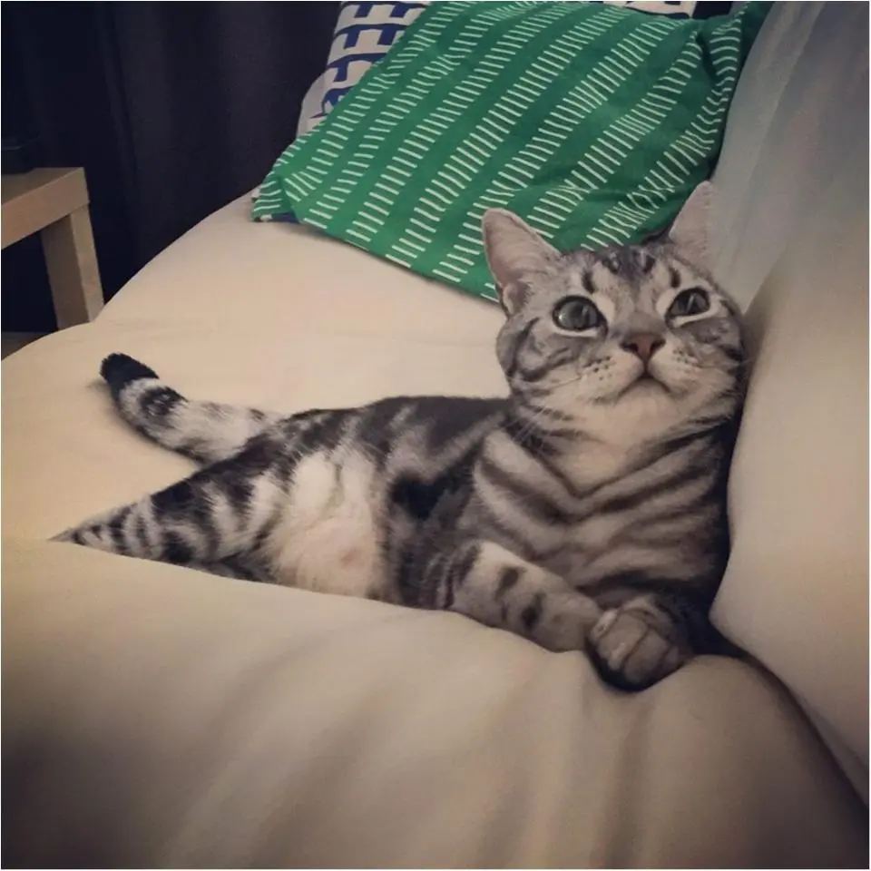 本日のにゃんこ さらんくん アメリカンショートヘア_1