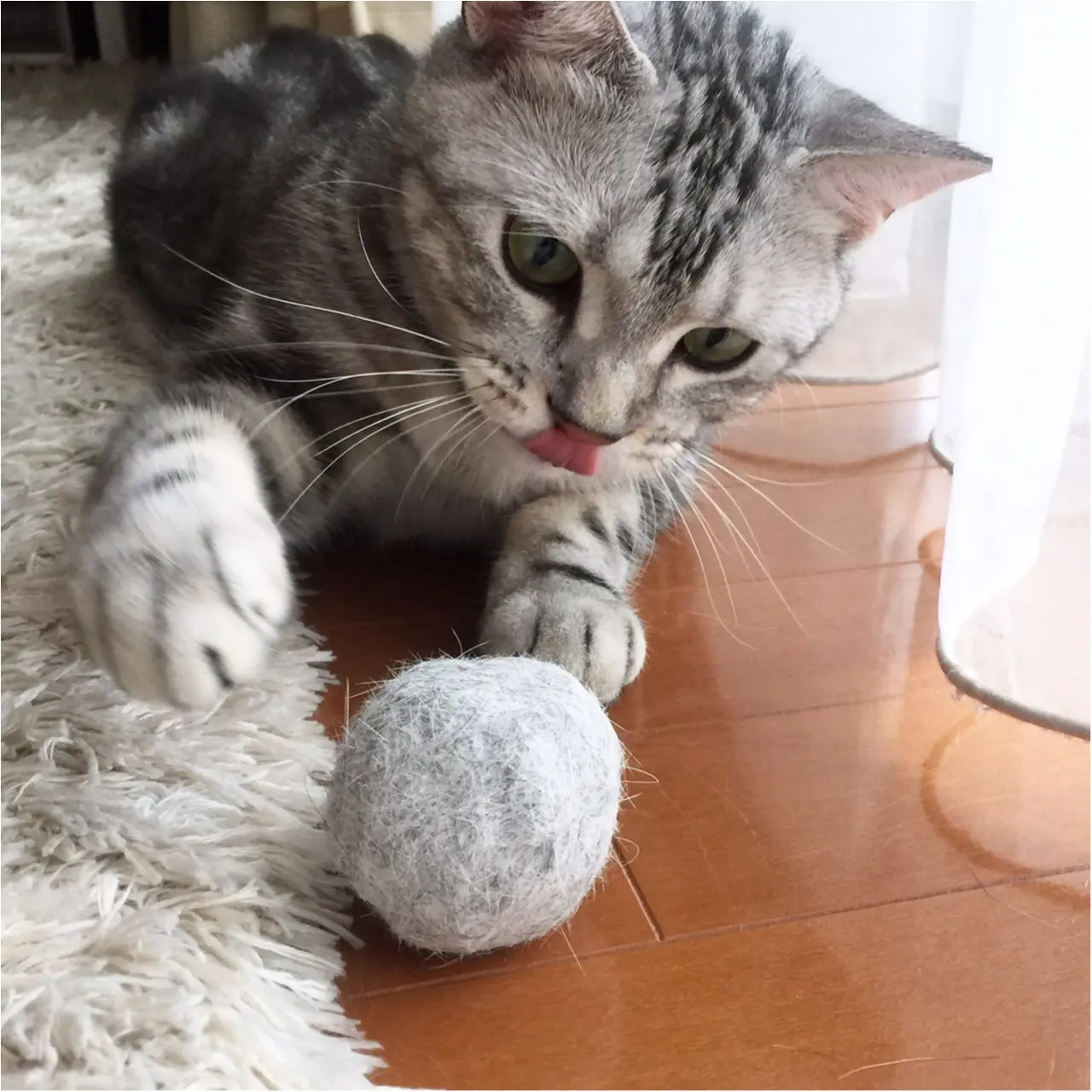 【今日のにゃんこ】これにゃに!? 謎のボールで遊ぶアランくん_1