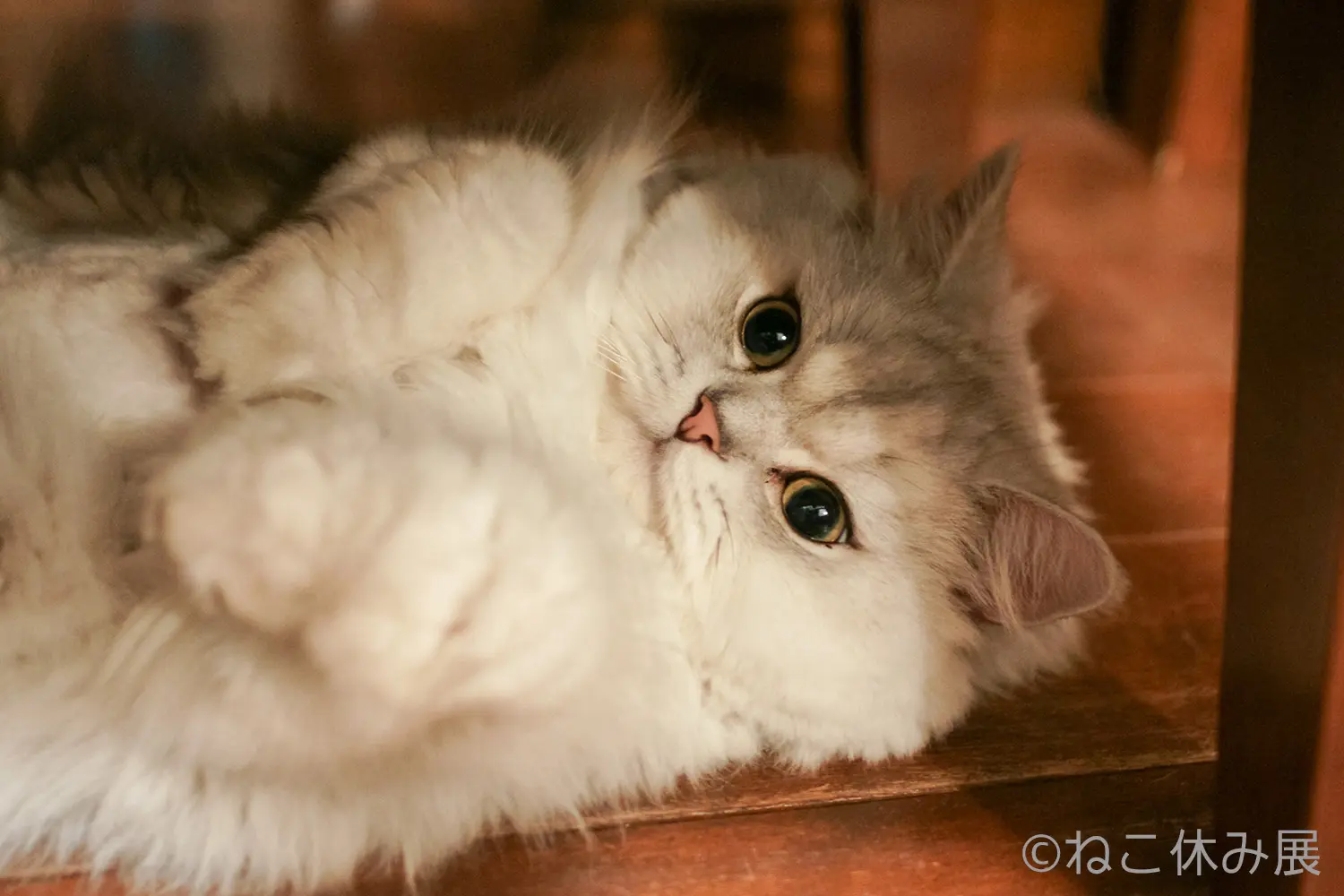 癒されたければ行くしかない! 「ねこ休み展」がかわいすぎ♡_2