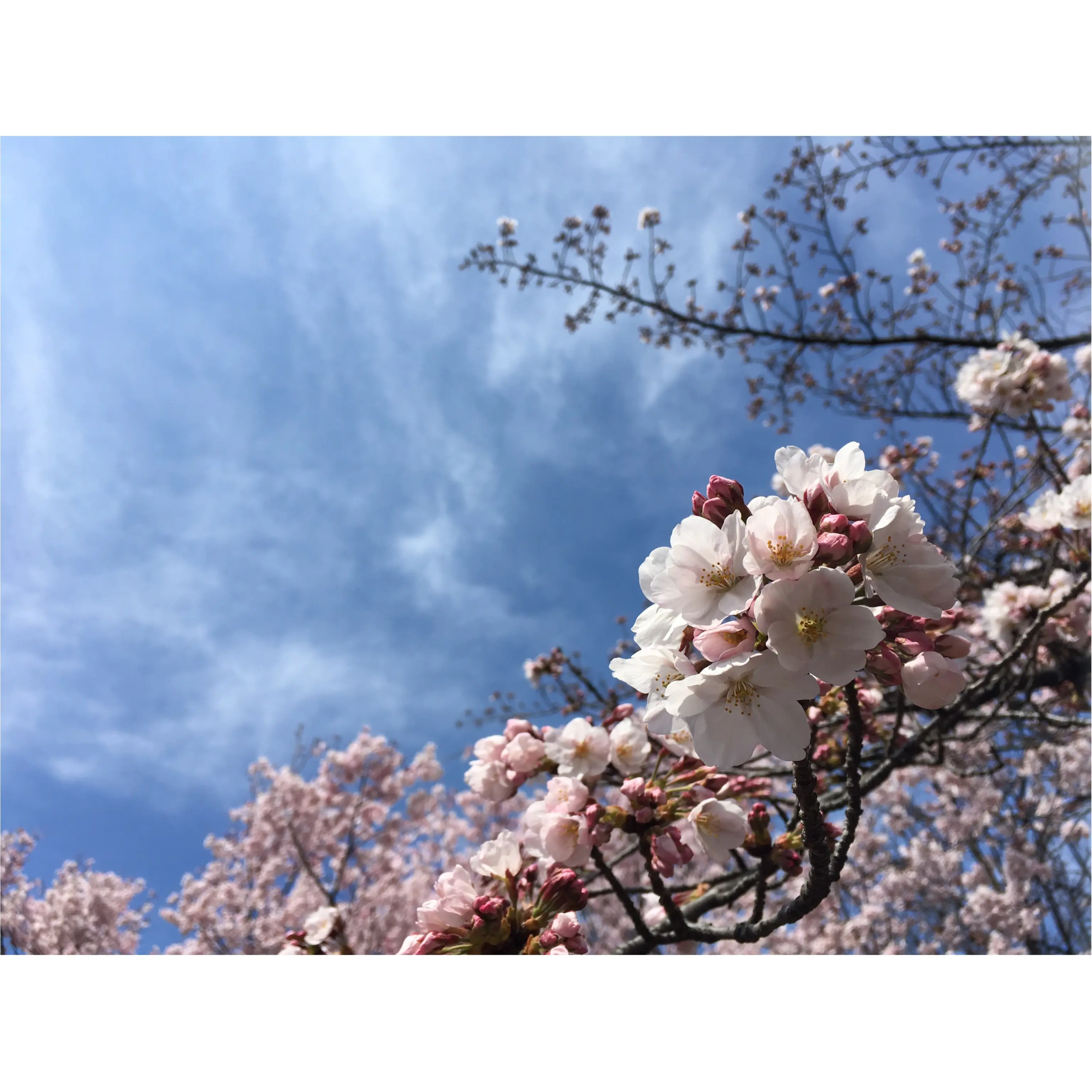 新宿御苑のお花見がゆっくりできるわけ★_1